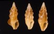 ホシクズヒロイ Plagiostropha quintuplexfig.1