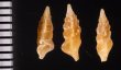ホシクズヒロイ Plagiostropha quintuplexfig.2