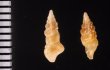 ホシクズヒロイ Plagiostropha quintuplexfig.2
