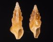 ホシクズヒロイ Plagiostropha quintuplexfig.1