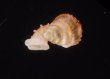 ナンビエントツノタウチ (仮称) Opisthostoma anisopterumfig.3