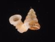 ナンビエントツノタウチ (仮称) Opisthostoma anisopterumfig.1