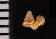 ナンビエントツノタウチ (仮称) Opisthostoma anisopterumfig.2