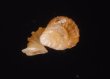 ナンビエントツノタウチ (仮称) Opisthostoma anisopterumfig.3