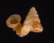 ナンビエントツノタウチ (仮称) Opisthostoma anisopterumfig.1
