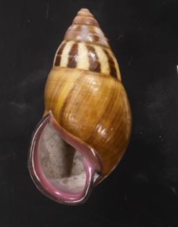 貝の店 美貝 貝殻 標本 販売