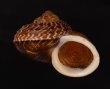 スマトラトラフマイマイ （仮称） Cyclophorus rafflesi eximiusfig.2