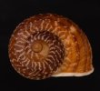 スマトラトラフマイマイ （仮称） Cyclophorus rafflesi eximiusfig.1