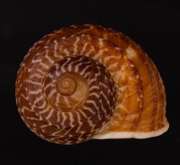 スマトラトラフマイマイ （仮称） Cyclophorus rafflesi eximiusfig.1