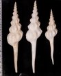 ホソニシ 細辛螺 Fusinus colusfig.2