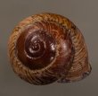 マダラカスリマイマイ Calocochlia carbonariafig.1