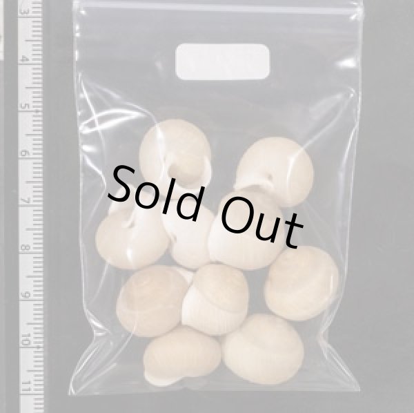 画像2: タマゴヤマタカマイマイ (2)