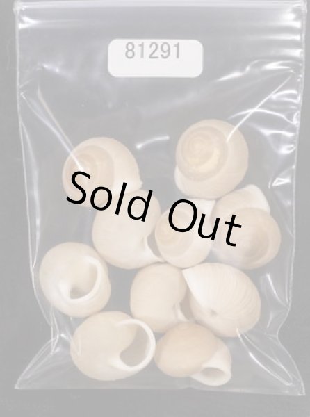 画像1: タマゴヤマタカマイマイ (1)