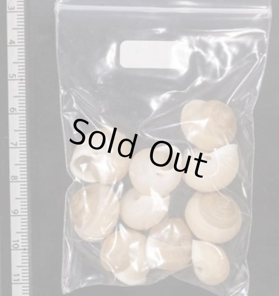 画像2: タマゴヤマタカマイマイ (2)