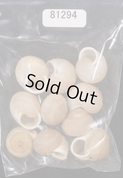 画像1: タマゴヤマタカマイマイ (1)