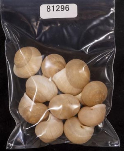 画像1: タマゴヤマタカマイマイ (1)