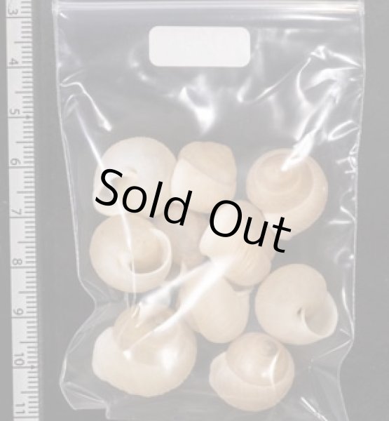 画像2: タマゴヤマタカマイマイ (2)