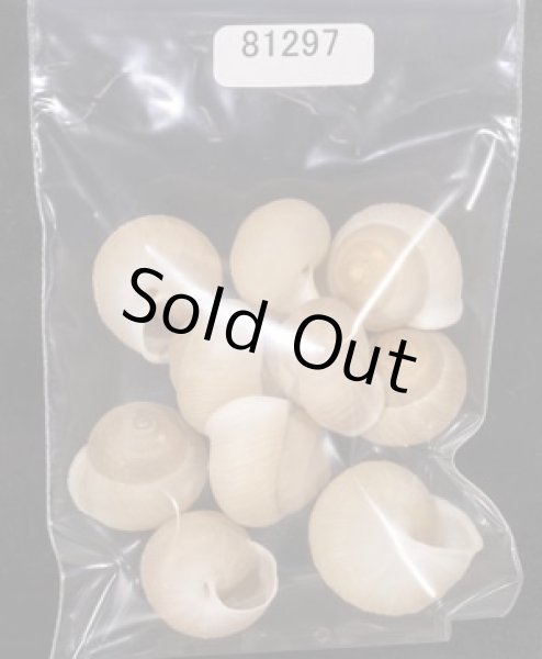 画像1: タマゴヤマタカマイマイ (1)