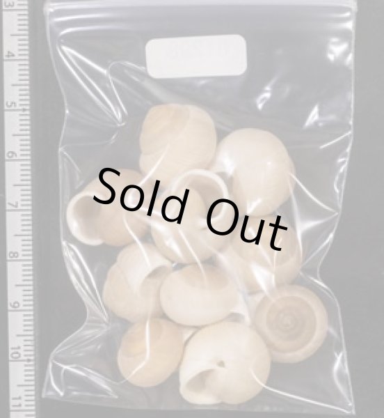 画像2: タマゴヤマタカマイマイ (2)