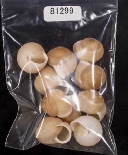 画像1: タマゴヤマタカマイマイ (1)