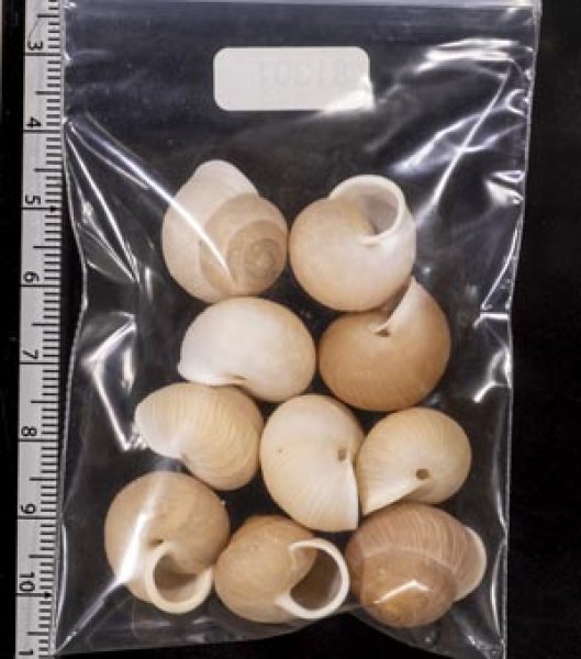 画像2: タマゴヤマタカマイマイ (2)