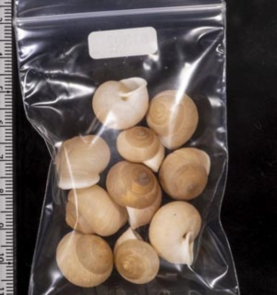 画像2: タマゴヤマタカマイマイ (2)