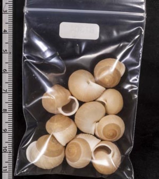 画像2: タマゴヤマタカマイマイ (2)