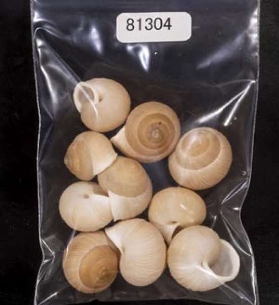 画像1: タマゴヤマタカマイマイ (1)