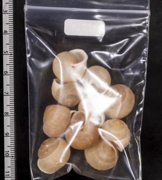 画像2: タマゴヤマタカマイマイ (2)