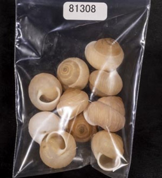 画像1: タマゴヤマタカマイマイ (1)