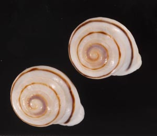 ハナシカドマルセンベイマイマイ (仮称) Obba bigonia aff.fig.1