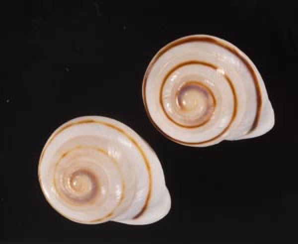 ハナシカドマルセンベイマイマイ (仮称) Obba bigonia aff.fig.1