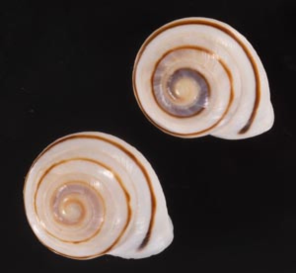 ハナシカドマルセンベイマイマイ (仮称) Obba bigonia aff.fig.1