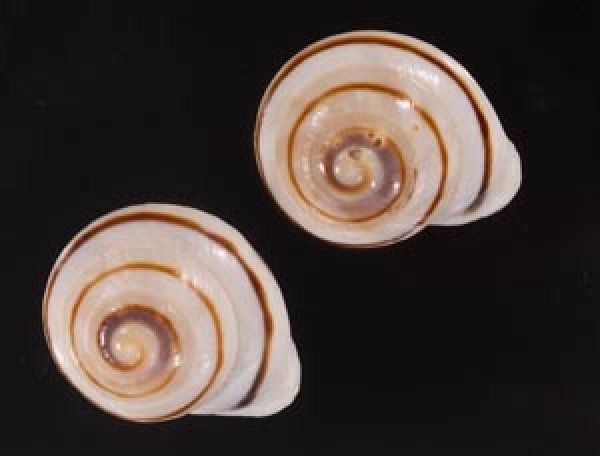ハナシカドマルセンベイマイマイ (仮称) Obba bigonia aff.fig.1