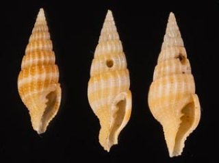 法螺貝、トウカムリ貝 トウカムリ-L-【約9～10cm/1個】 - Not for overseas sale -