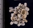 ホクロスソキレ Emarginula comptafig.2