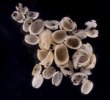 ホクロスソキレ Emarginula comptafig.1