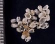 ホクロスソキレ Emarginula comptafig.2