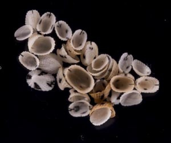 ホクロスソキレ Emarginula comptafig.1