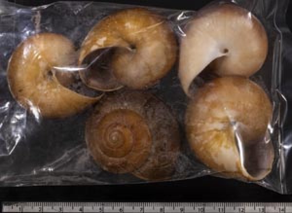 画像2: ミンダナオオオマイマイ  SALE! (2)