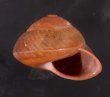 アカネマダラカスリマイマイ (仮称) Calocochlia carbonaria heermannifig.2