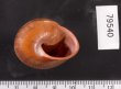 アカネマダラカスリマイマイ (仮称) Calocochlia carbonaria heermannifig.3