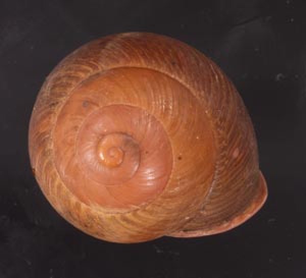 アカネマダラカスリマイマイ (仮称) Calocochlia carbonaria heermannifig.1