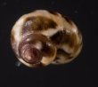 アワジチグサの近似種 未詳 Conotalopia sp.fig.2