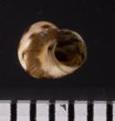アワジチグサの近似種 未詳 Conotalopia sp.fig.3
