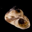 アワジチグサの近似種 未詳 Conotalopia sp.fig.1
