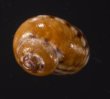 アワジチグサの近似種 未詳 Conotalopia sp.fig.2