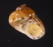 アワジチグサの近似種 未詳 Conotalopia sp.fig.1
