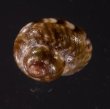 アワジチグサの近似種 未詳 Conotalopia sp.fig.2