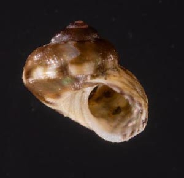 アワジチグサの近似種 未詳 Conotalopia sp.fig.1